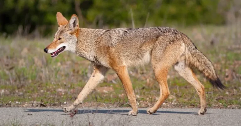DIY Coyote Roller: Protect Your Property from Intruders